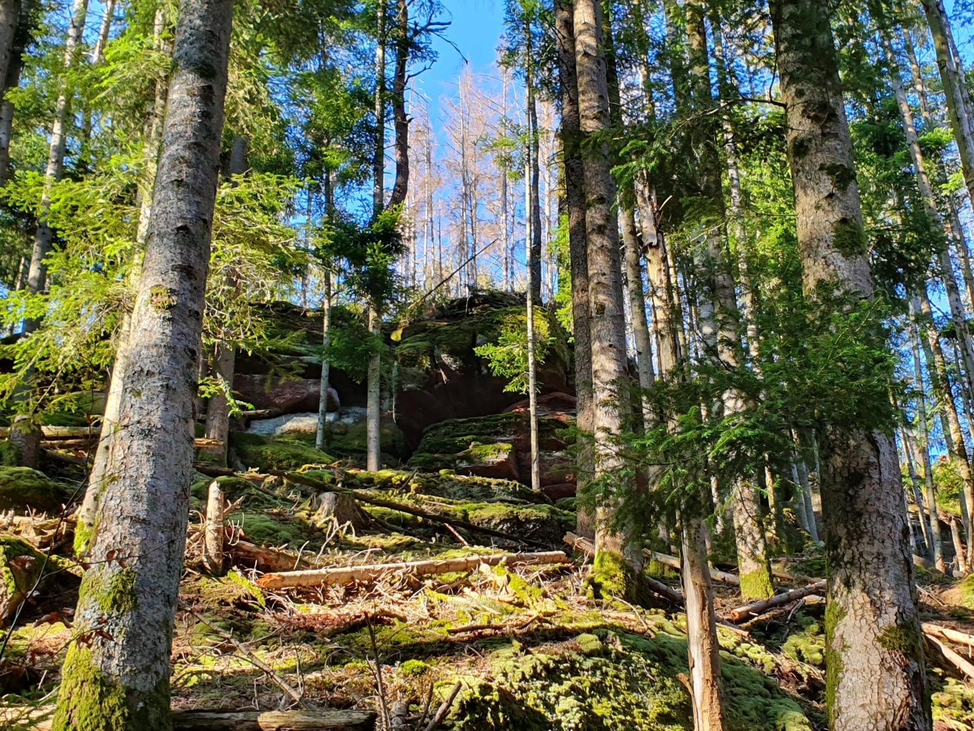 La Gambas Des Bois Villa Saint-Quirin Exterior foto